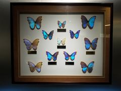 -上海昆虫博物馆