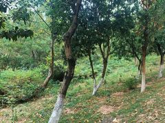 -燕晗山郊野公园