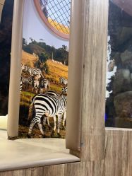 -卡通尼·Safari非洲探索乐园·生日会(金桥国际商业广场店)