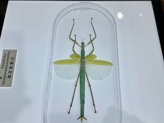 -上海昆虫博物馆