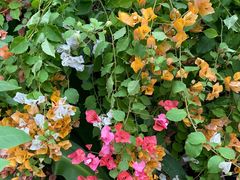 -呀路古热带植物园