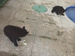 -秦皇岛野生动物园