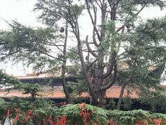 -迎江寺