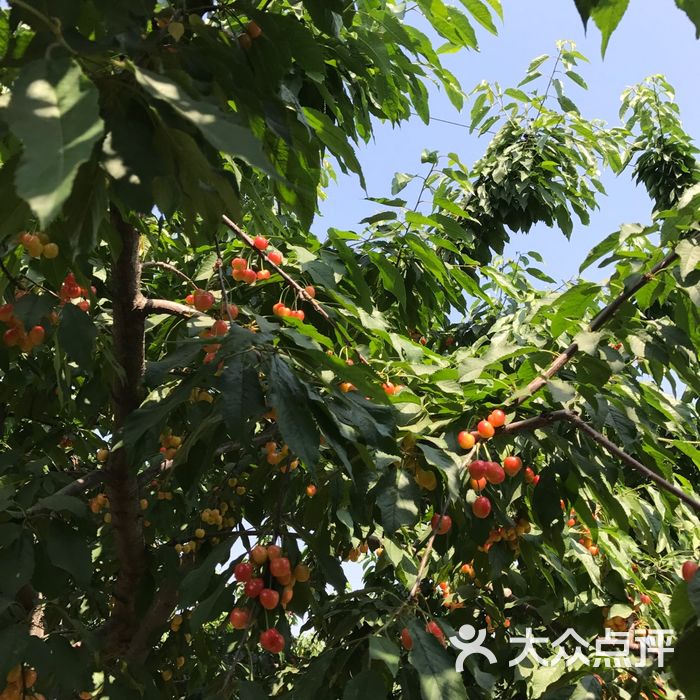 天润通樱桃园图片-北京采摘/农家乐-大众点评网