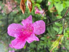 -梧桐山风景名胜区