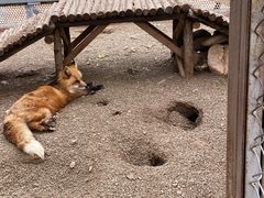 -大青山野生动物园