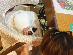 -猫色咖啡·猫咖