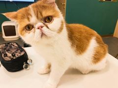 -飞行喵MR PILOT|猫舍·猫咖(静安大融城店)