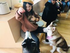 -Husky Go! 哈士奇体验馆·宠物咖啡厅狗咖