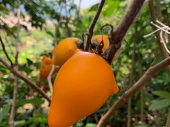 -优游吧斯邹族文化部落