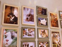 -藏猫猫咖啡主题馆(中央大道店)