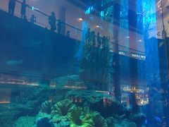 -迪拜水族馆及水下动物园