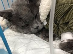 -萌兽医馆·宠物医院·猫骨科(创景店)