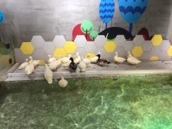 -七巧国萌宠乐园(龙湖天街店)