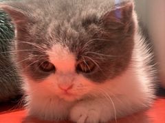 -babydoll猫舍·米努特·德文·缅因(久光中心店)