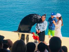 -秦皇岛乐岛海洋王国