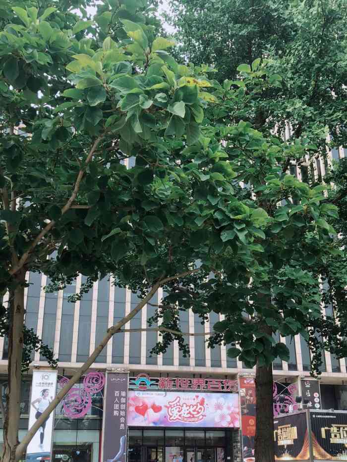 新世界百货(大望路店)