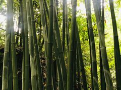 -沐川竹海旅游景区