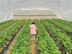 -喜杨洋草莓采摘园