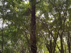 -中国科学院西双版纳热带植物园