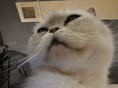 -萌喵咖啡屋(人民东路4号口M16商铺店)