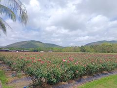 -亚龙湾国际玫瑰谷