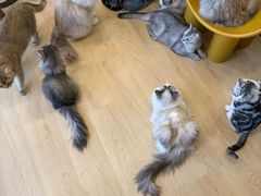 -有喵·猫咖·狗咖·30几只猫10只小狗(岗厦店)