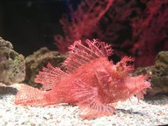 -暹罗海洋世界