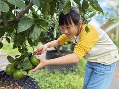 -前小桔亲子创意农场·草莓采摘·露营烧烤