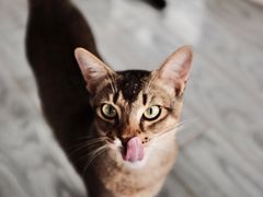 -喵屿·大理花园猫咖