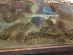 -J Daeng Seafood