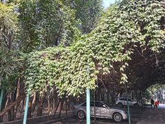 -东湖落雁景区