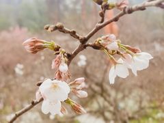 -东湖磨山景区