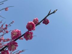 -东山风景区(洞庭东山)