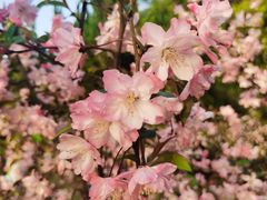 -新虹桥中心花园