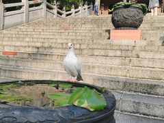 -深圳仙湖植物园