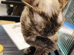 -琪喵猫屋·撸猫猫咖·猫舍