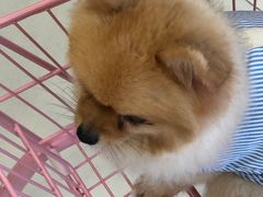 -怪兽屋·羊驼·猫咖·狗咖(俊华广场店)