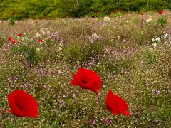 -春花秋色城市公园