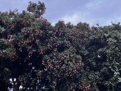 -深圳大学城荔园一食堂(校园路)