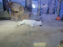 -芜湖新华联大白鲸海洋公园