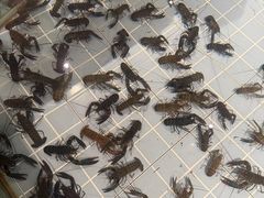 -虾胡闹龙虾馆(湄南河店)