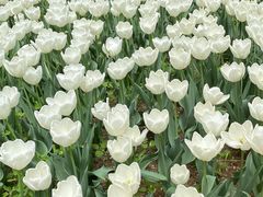 -洛阳郁金香牡丹园