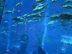 -亚特兰蒂斯•OSSIANO奥西亚诺海底餐厅