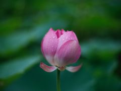 -万源龙顺度假庄园生态观光园