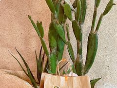-油梨树AVOCADO TREE(望京店)
