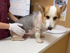 -瑞派康怡24h宠物医院·犬猫医疗中心·微创绝育(瑞景分院)