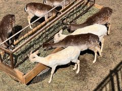 -青藏高原野生动物园