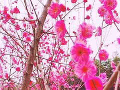 -重庆彩云湖湿地公园