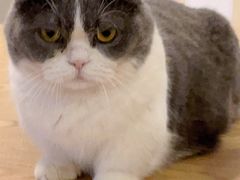 -逗柴咖啡屋·狗咖猫咖宠物桌游